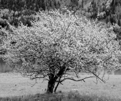 Copy of Defining forests and agroforests in the EU