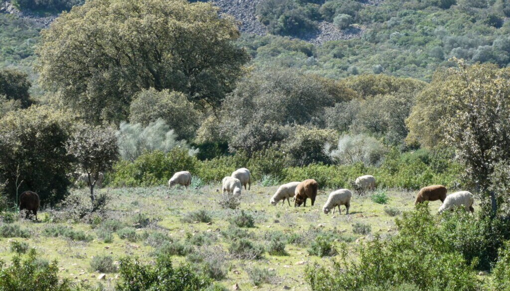 Shrubs play a crucial role in maintaining soil stability, promoting woodland regeneration, diversifying the landscape, providing wildlife habitat, and serving as a forage reserve during unfavorable years