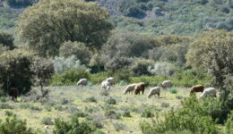 Shrubs play a crucial role in maintaining soil stability, promoting woodland regeneration, diversifying the landscape, providing wildlife habitat, and serving as a forage reserve during unfavorable years