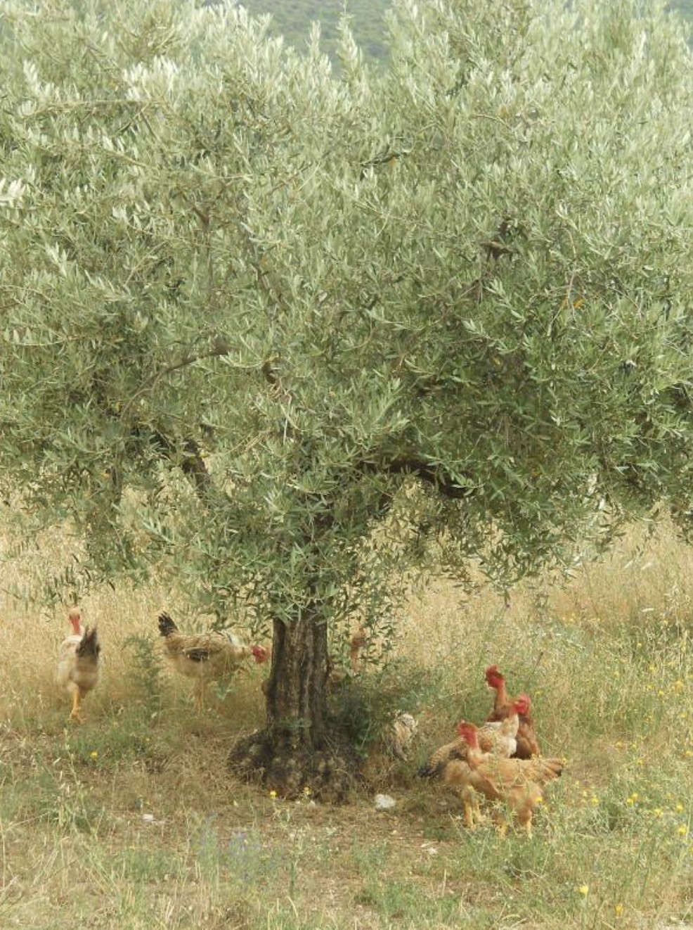 Bachetoni Farm – Azienda Agricola Antonio Bachetoni (Italy)