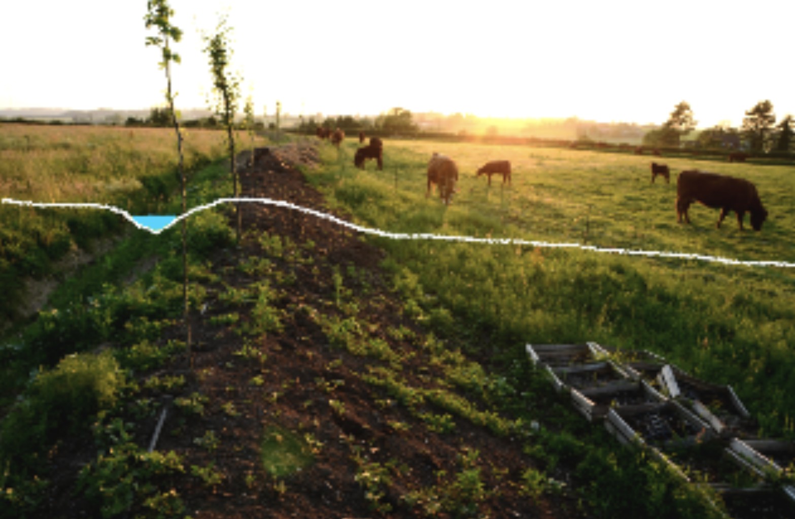 Agroforestry on contour swales in Flanders: Venturing into Aquaculture? (Belgium)