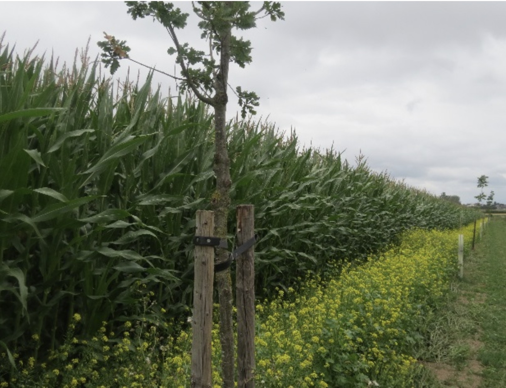 Agroforestry initiatives in Flanders (Belgium) Agroforestry initiatives in Flanders (Belgium)
