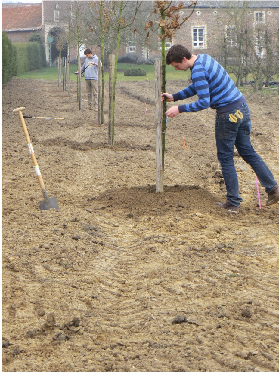 Agroforestry initiatives in Flanders (Belgium) Agroforestry initiatives in Flanders (Belgium)