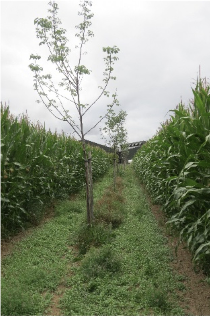 Agroforestry initiatives in Flanders (Belgium) Agroforestry initiatives in Flanders (Belgium)