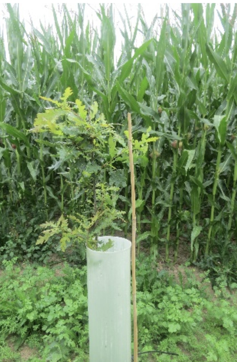 Agroforestry initiatives in Flanders (Belgium) Agroforestry initiatives in Flanders (Belgium)