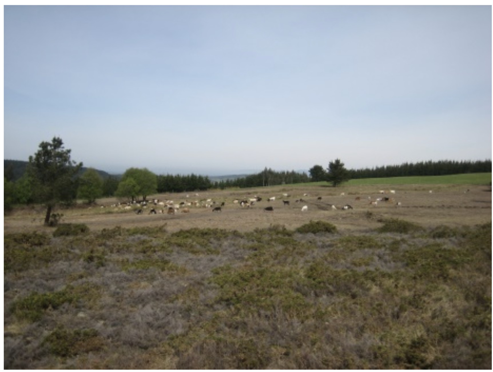 “La Cabreta” (Spain): an outdoor goat and sheep production linked to forest and grasslands