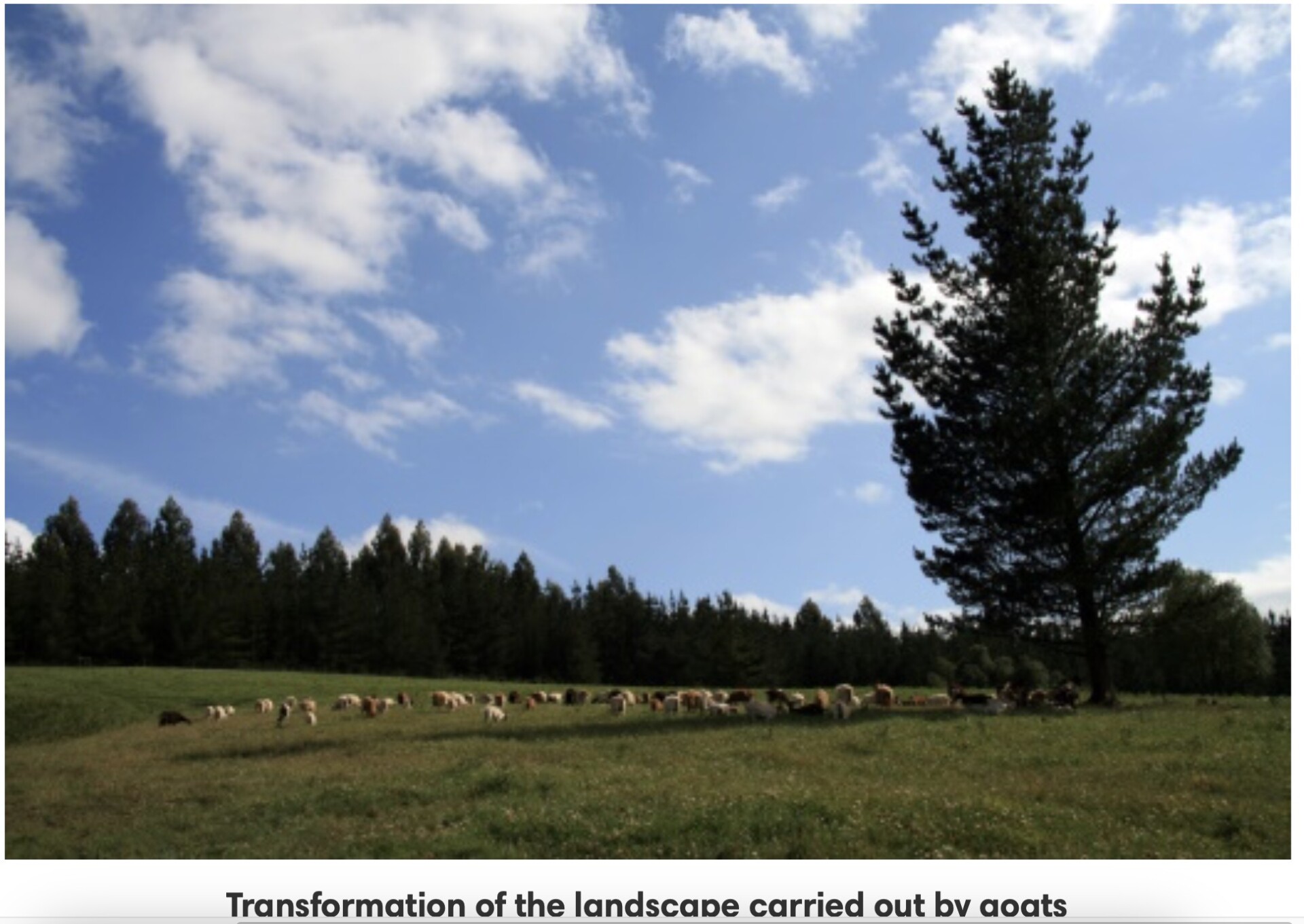 “La Cabreta” (Spain): an outdoor goat and sheep production linked to forest and grasslands