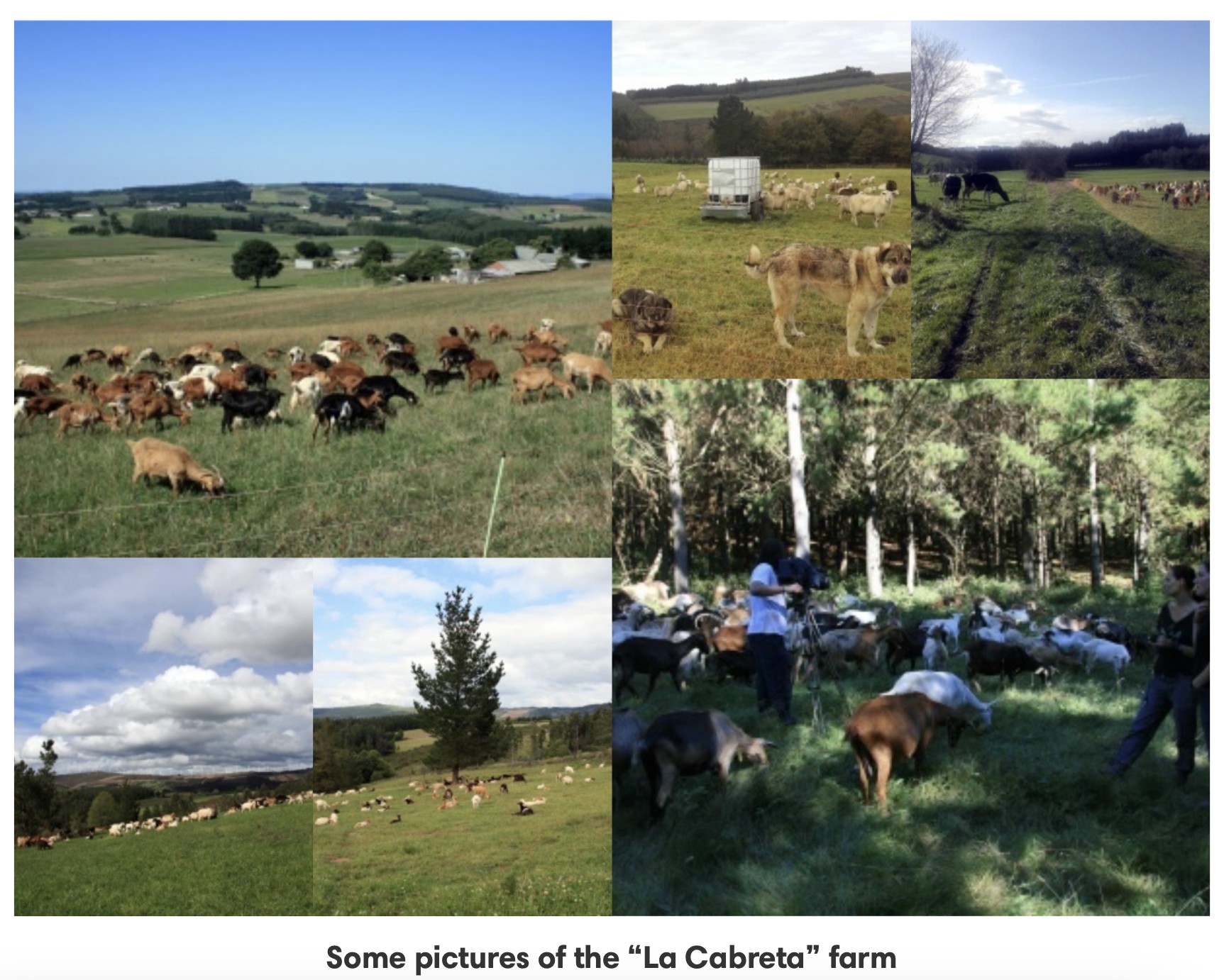 “La Cabreta” (Spain): an outdoor goat and sheep production linked to forest and grasslands