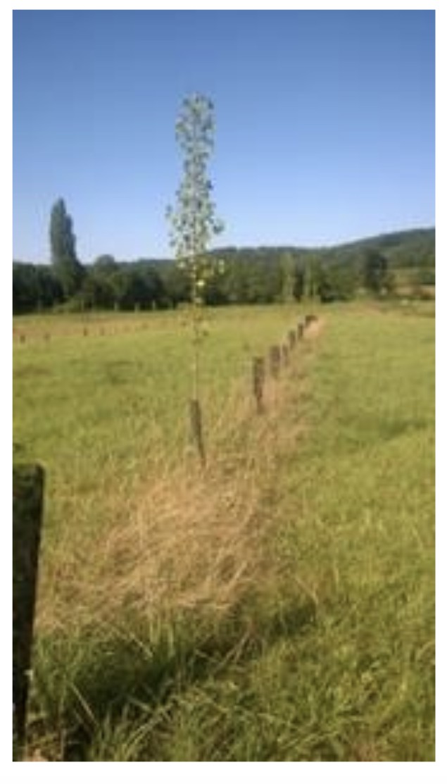 Mixed Crop-Dairy Cattle Farm in South-Western France Mixed Crop-Dairy Cattle Farm in South-Western France