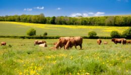 biodiv_agri_vaches_0 biodiv_agri_vaches_0