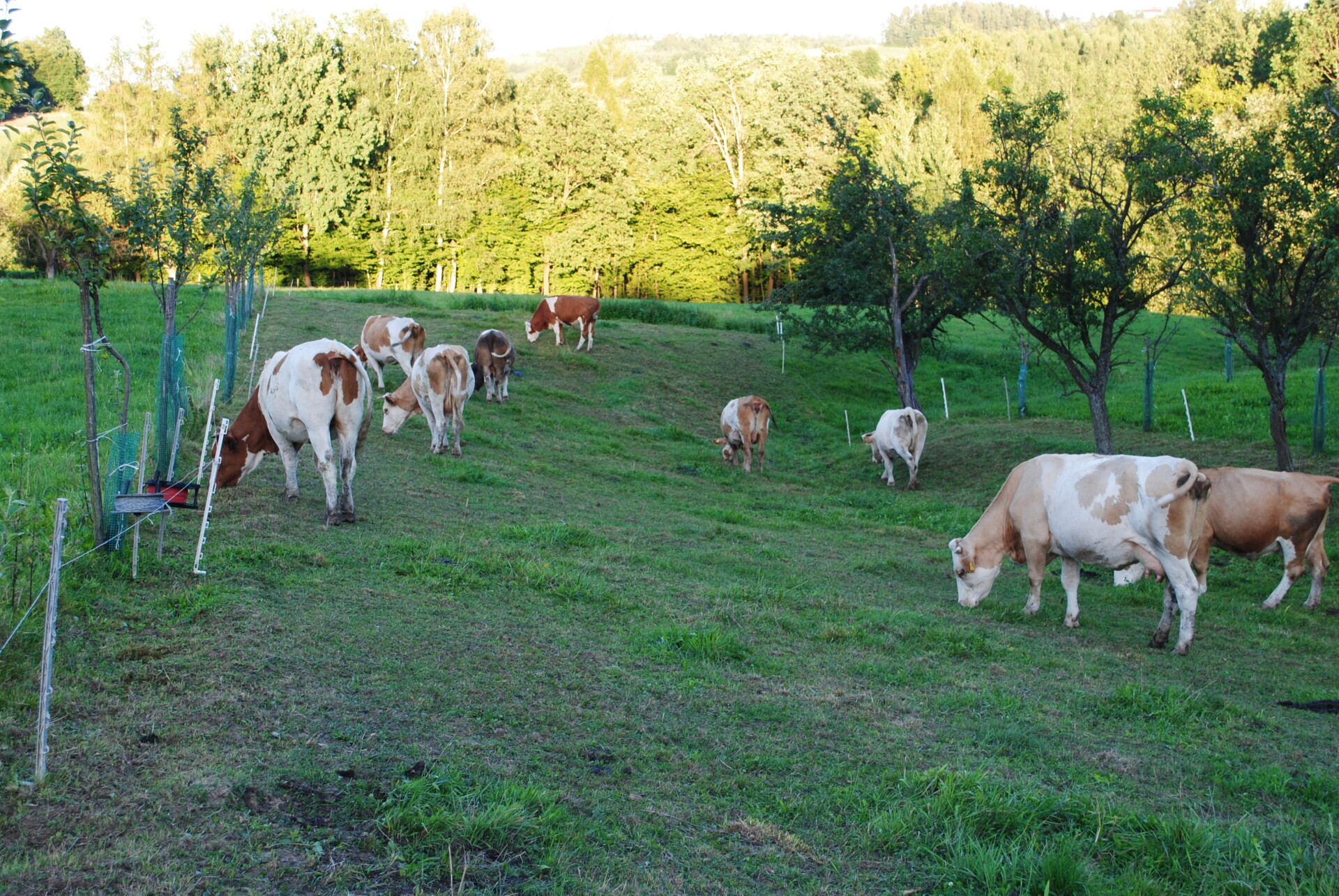 Combined production of apples and beef in Poland Combined production of apples and beef in Poland
