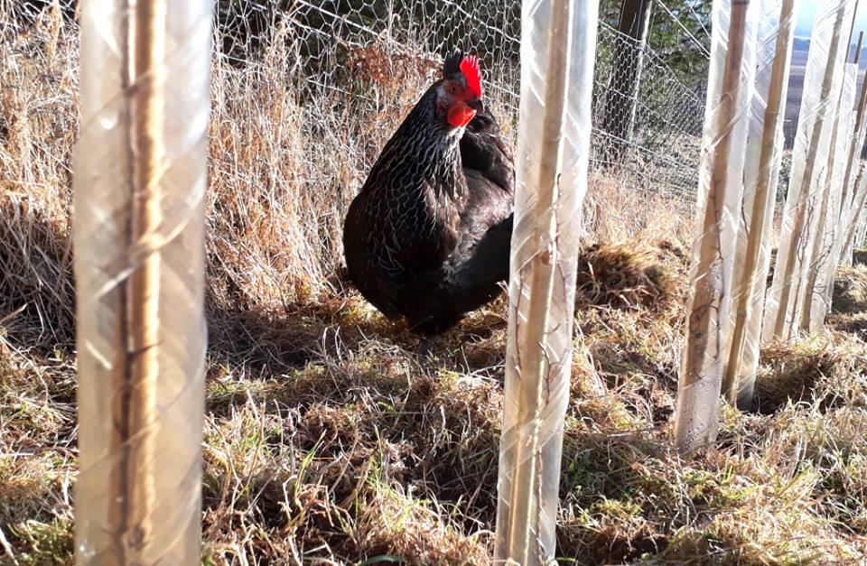 We use hens to keep down competing grasses in our new hedge planting