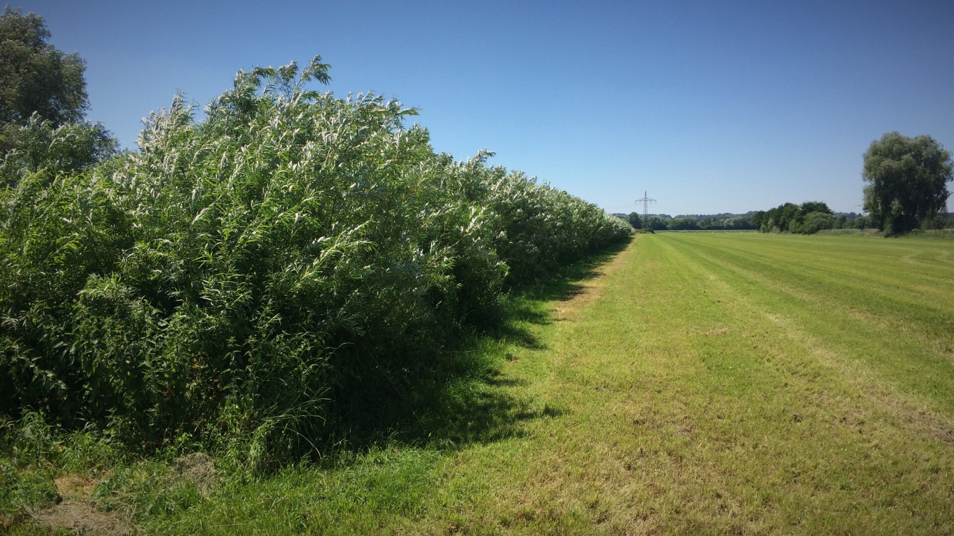 The strip-like willow plantations characterize the Freising Moos landscape and offer a variety of retreats for birds and game The strip-like willow plantations characterize the Freising Moos landscape and offer a variety of retreats for birds and game