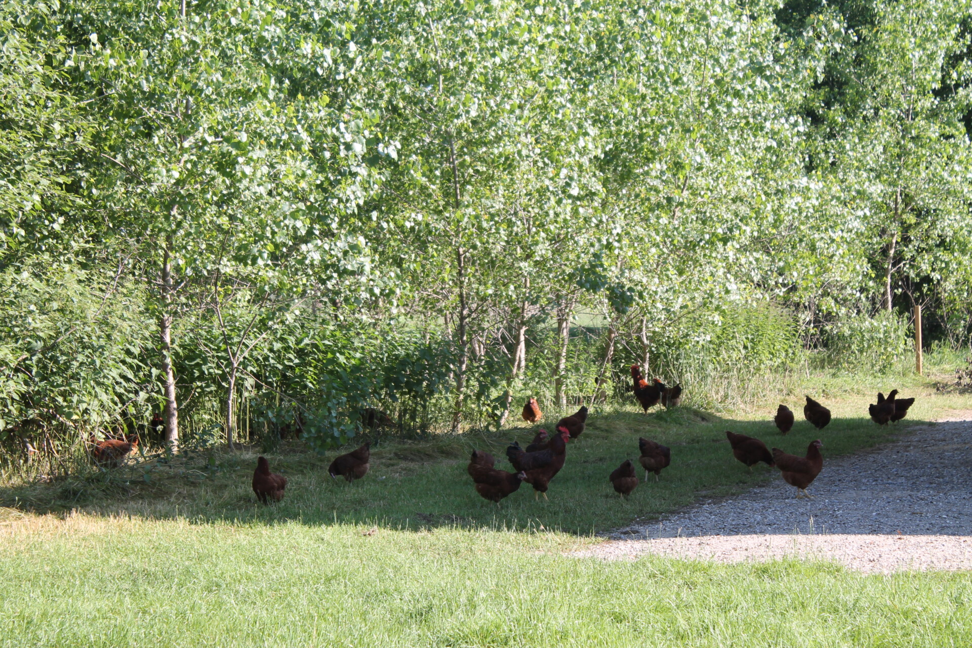 The hens have much more space than the regulations of organic farming require. (Photo: C. Böhm) The hens have much more space than the regulations of organic farming require. (Photo: C. Böhm)