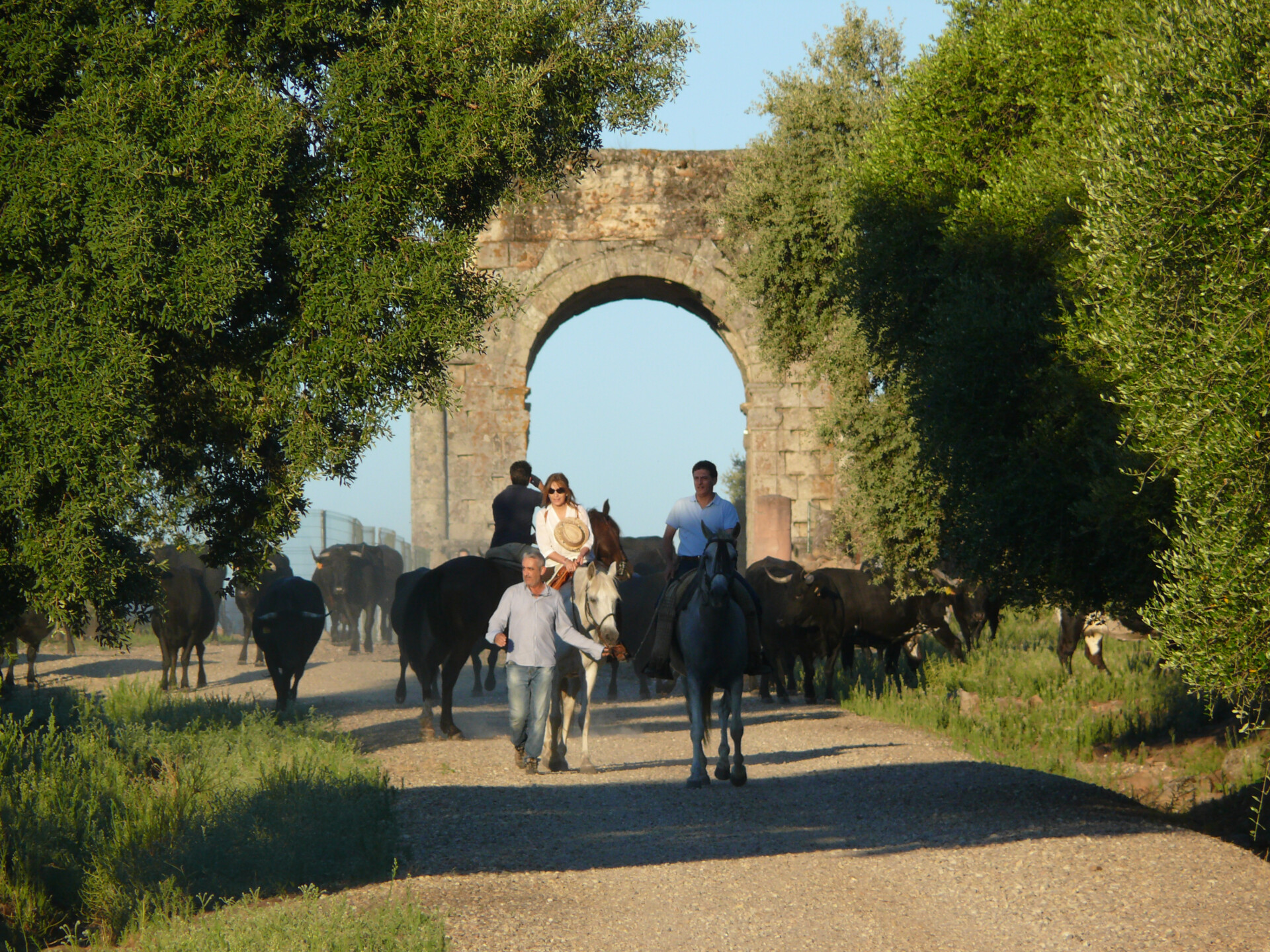 After a long summer grazing on the higher pastures of Gredos mountain range, the Avileña cattle returns to the Dehesa of Casablanca. The entrance arch to the Roman city of Cáparra marks the final destination after the day-long trip. After a long summer grazing on the higher pastures of Gredos mountain range, the Avileña cattle returns to the Dehesa of Casablanca. The entrance arch to the Roman city of Cáparra marks the final destination after the day-long trip.