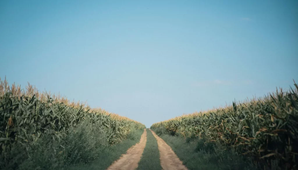 _image