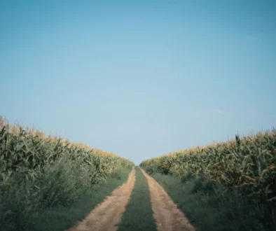 _image