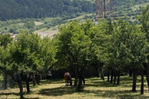 A horse grazes peacefully beneath a diverse tree canopy