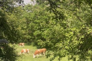 Branches and leaves frame the scene as cows graze in the background