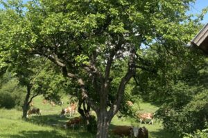 A large tree offers shade and comfort to a small herd