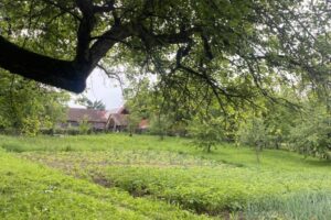 Trees alongside cultivated land
