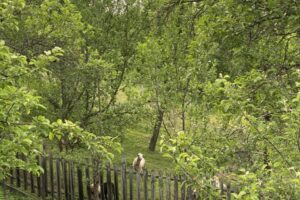 Sheep rest behind a wooden fence under trees