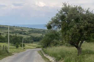 A road with trees opens into the Transylvanian landscape