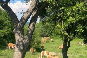 Trees in the foreground frame a pasture with grazing cows