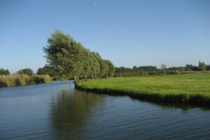 Willow coppice at the waterfront at the edge of a grazed meadow near Krommenie, the Netherlands