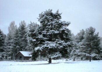 Traditional meadow in a Natura 2000 area in Joensuu, Finland. In summer the meadow is grazed by sheep