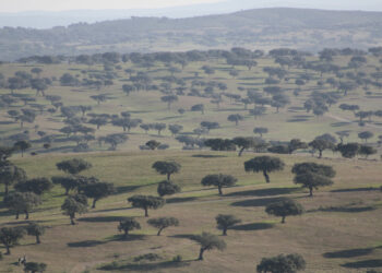 Montado, SouthEast Portugal