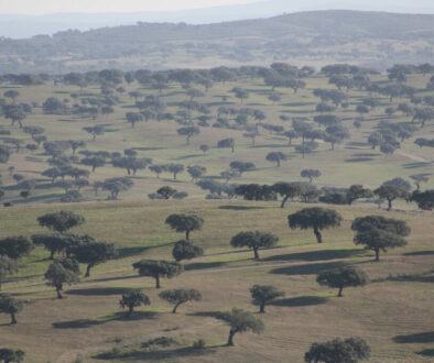 Montado, SouthEast Portugal