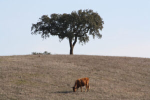 Natural pastures grazing under trees