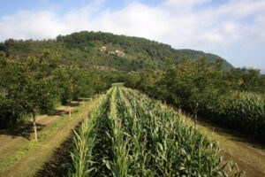 Walnut trees and maize, France South East, Dauphiné