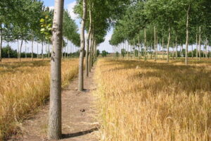 Silvoarable agroforestry in Silsoe, Bedfordshire