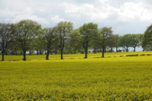Trees in hedgerows surrounded by oilseed rape crop near Avebury, Wiltshire, England