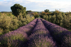 Oak trees and lavender, South of France, Drôme