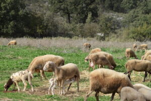 Sheep grazing in a valonia oak silvopastoral system in W. Greece