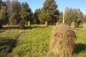 Wooded meadow and hay making, Joensuu, Finland