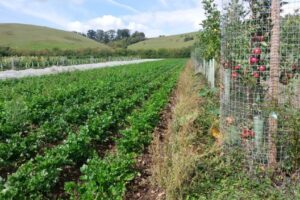Agroforestry at Tolhurst Organics CIC