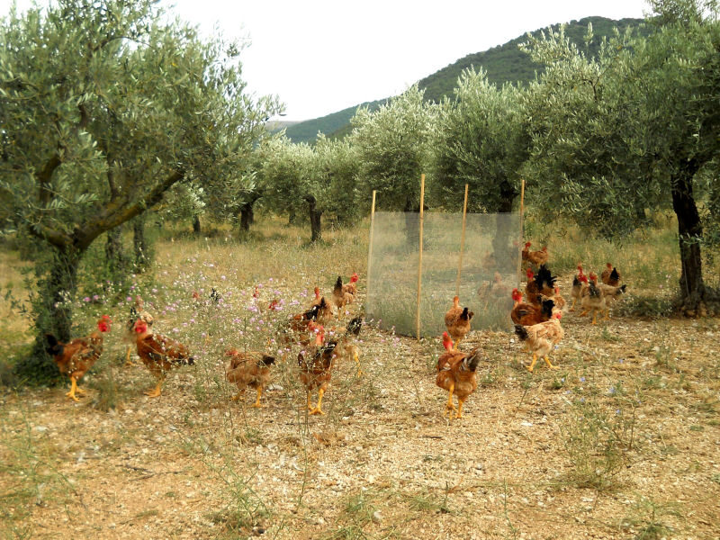 EcologiaSostenibilitàSistemi-policolturali EcologiaSostenibilitàSistemi-policolturali