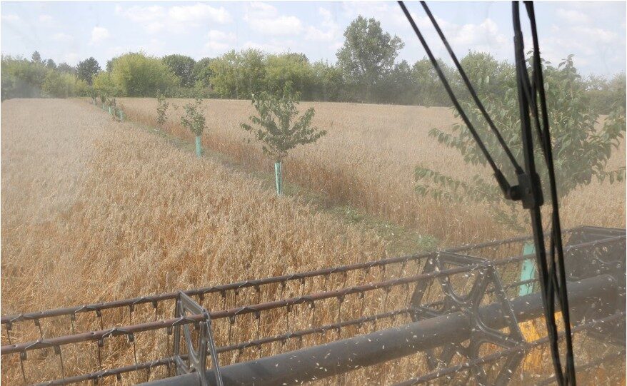 CAP & Agroforestry – success in Czech Republic