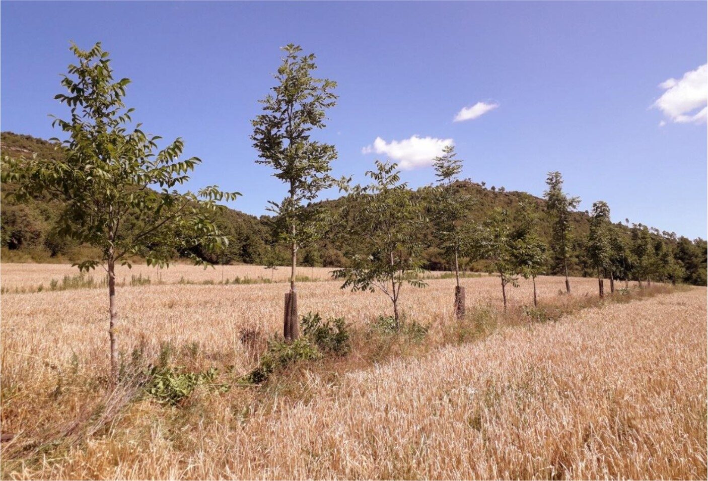 Ekrano kopija 2025-11-27 142459