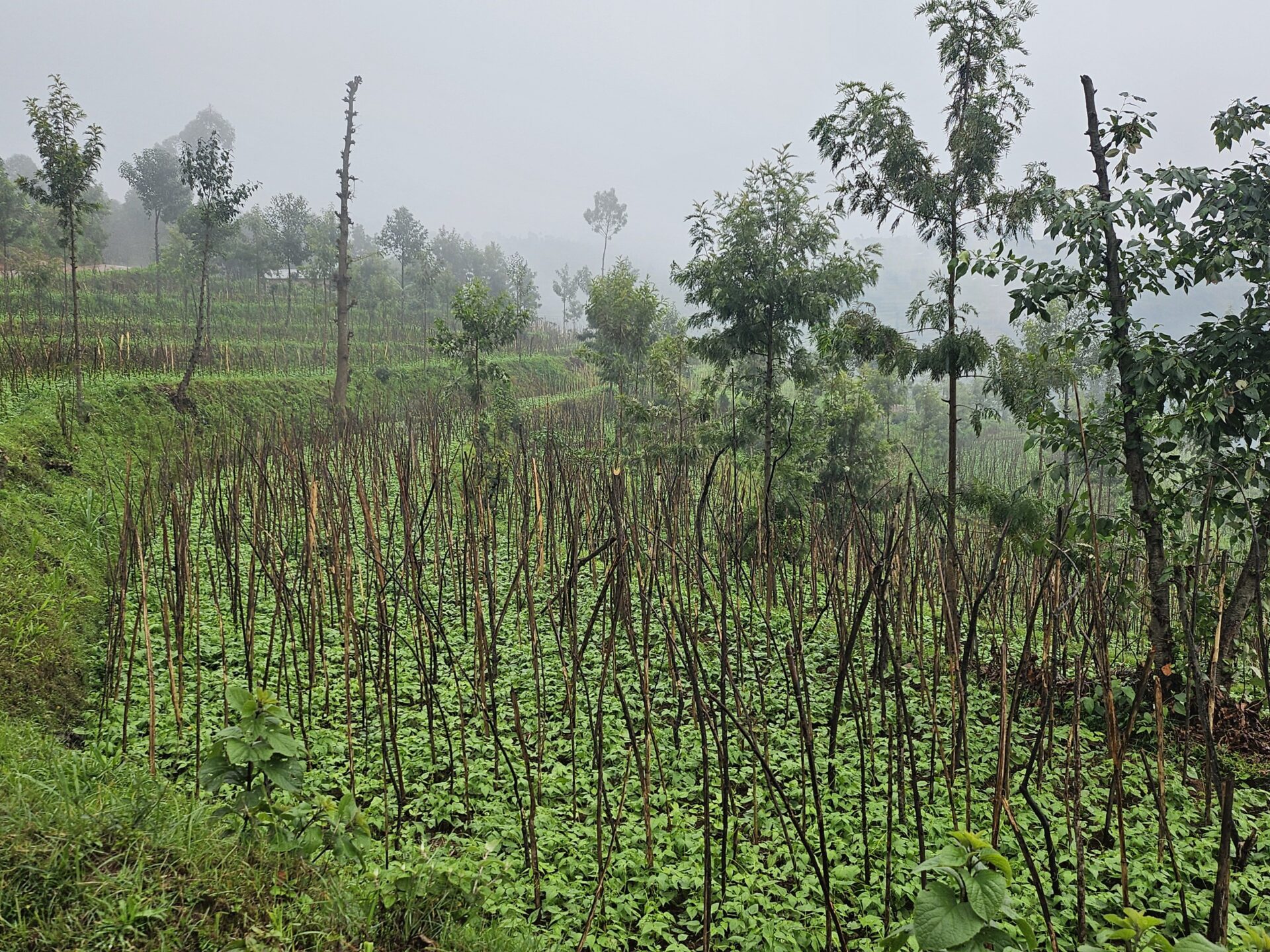 trees for land stab w annual in terraces