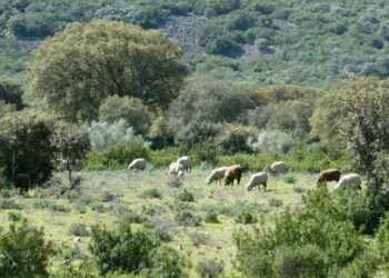 Photo-2-La-Rinconada-18-marzo-2021-27-1536x1152