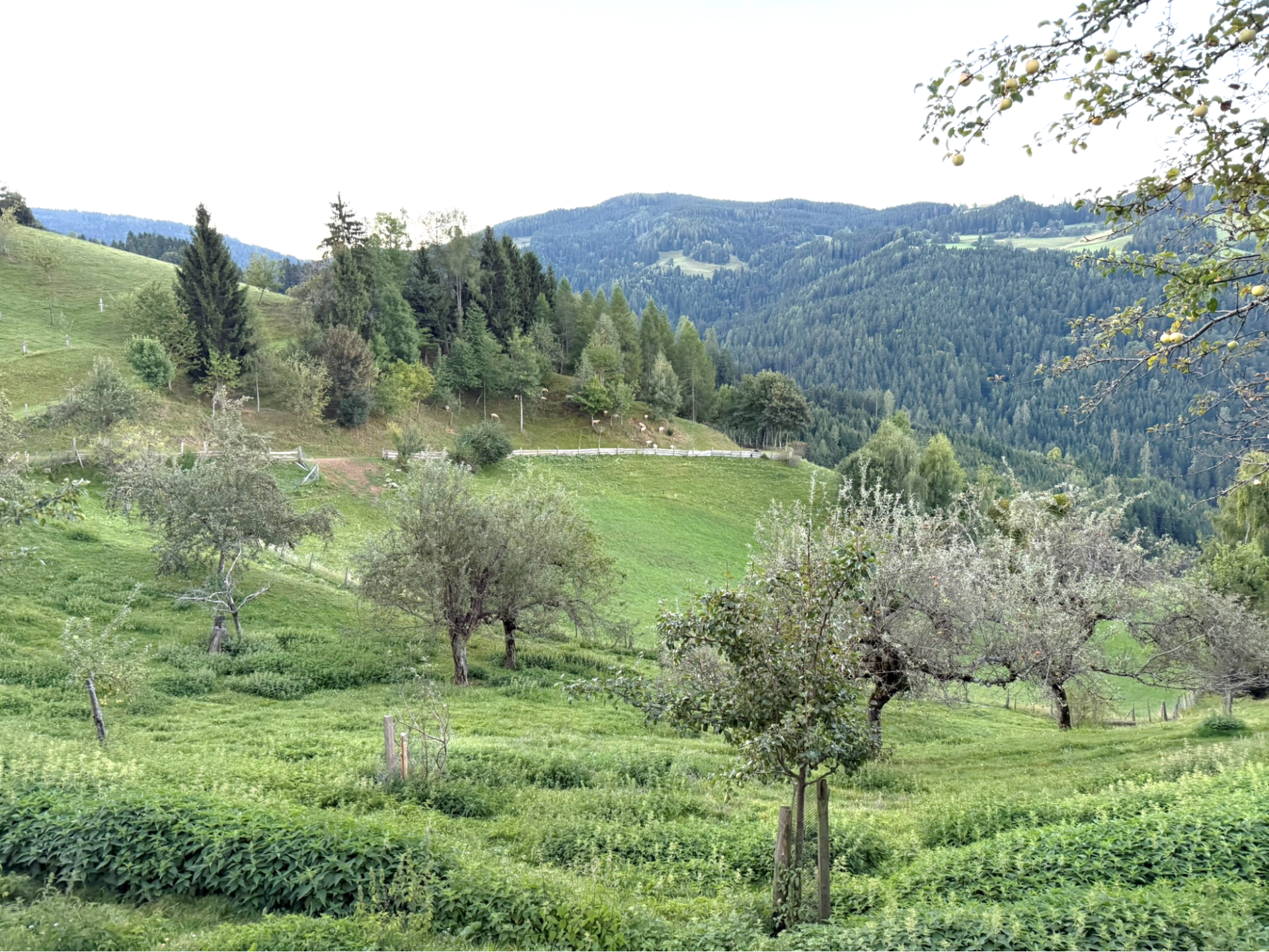 Figure 2. Traditional but young AFS with orchard meadows and woodland pastures in Carinthia. © T. Markut, FiBL
