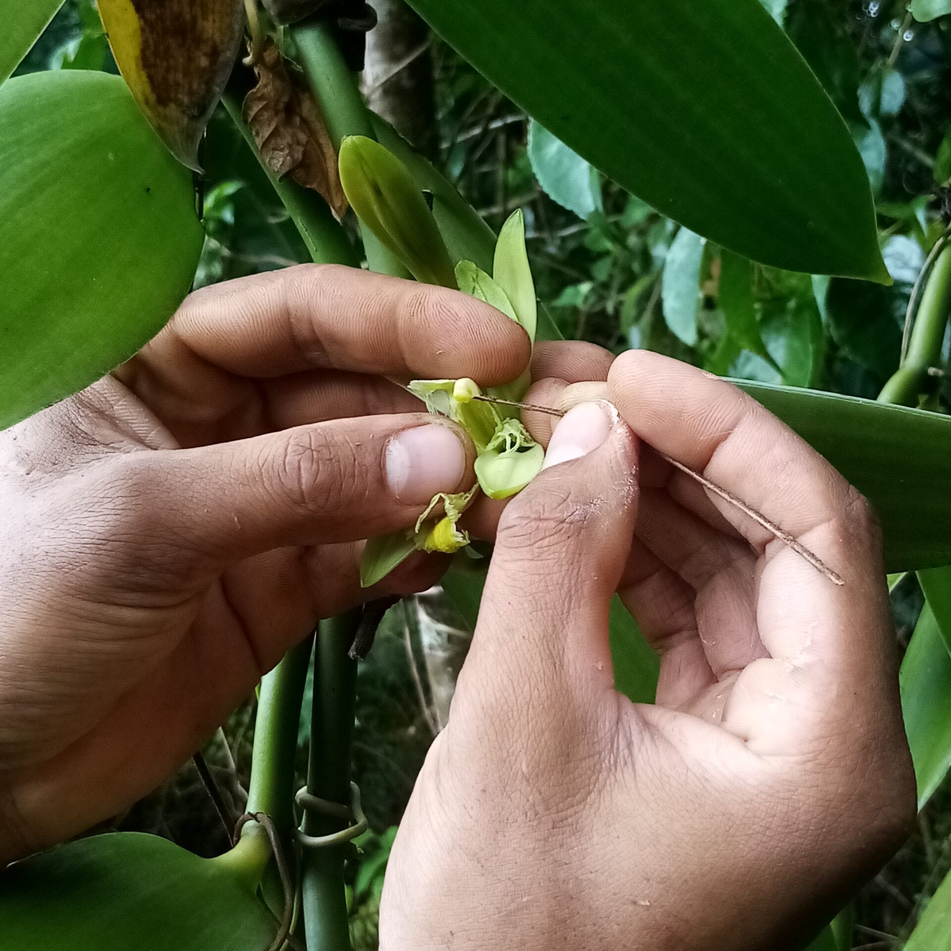 Figure 6. Fécondation Fleur Vanille (c) Martial Charpin