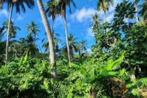 Parc agroforestier_Cocotiers_ylang-ylang_bananiers (c)Martial Charpin