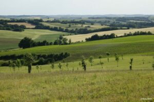 Plantation dans le Gers (c)AFAF