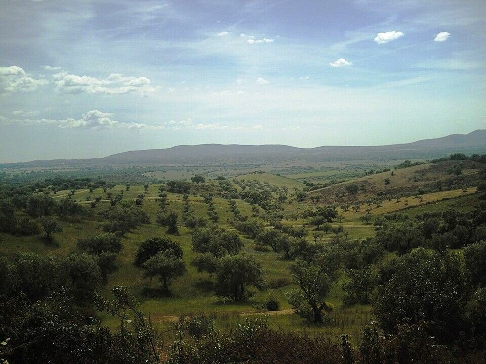 Figure 1. Montado landscape in Alentejo. Source: Creative Commons, Wikimedia, https://commons.wikimedia.org/wiki/File:Alentejo_montado02.JPG